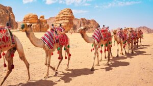 Group of camels, seats ready for tourists, walking in AlUla desert on a bright sunny day, closeup detail