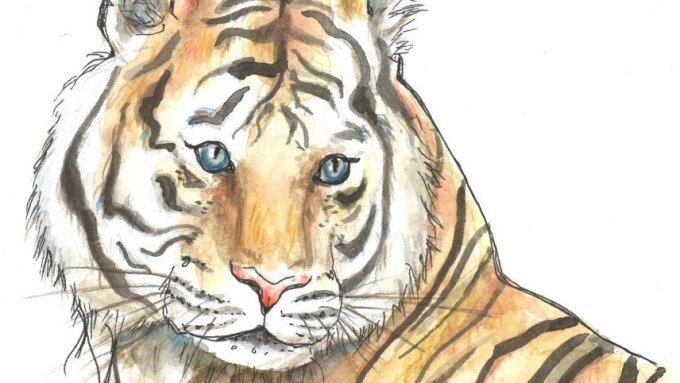 Tiger im Portrait