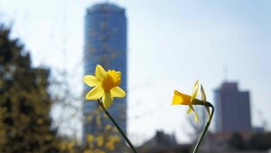 Blick auf Jentower; im Vordergrund zwei Narzissen