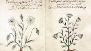 Arabisches Buch zur Pflanzenheilkunde